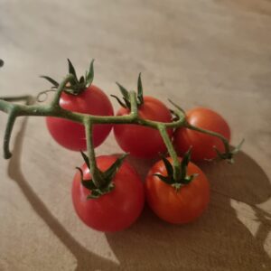 Tomate Cherry
