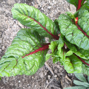 Acelga tierna (verde, amarilla y roja)