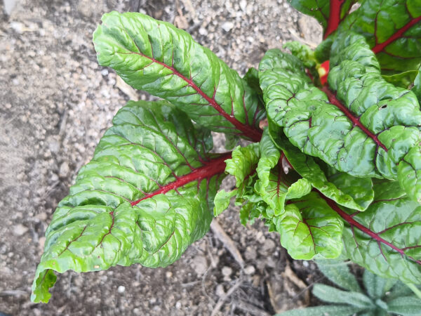 Acelga tierna (verde, amarilla y roja)